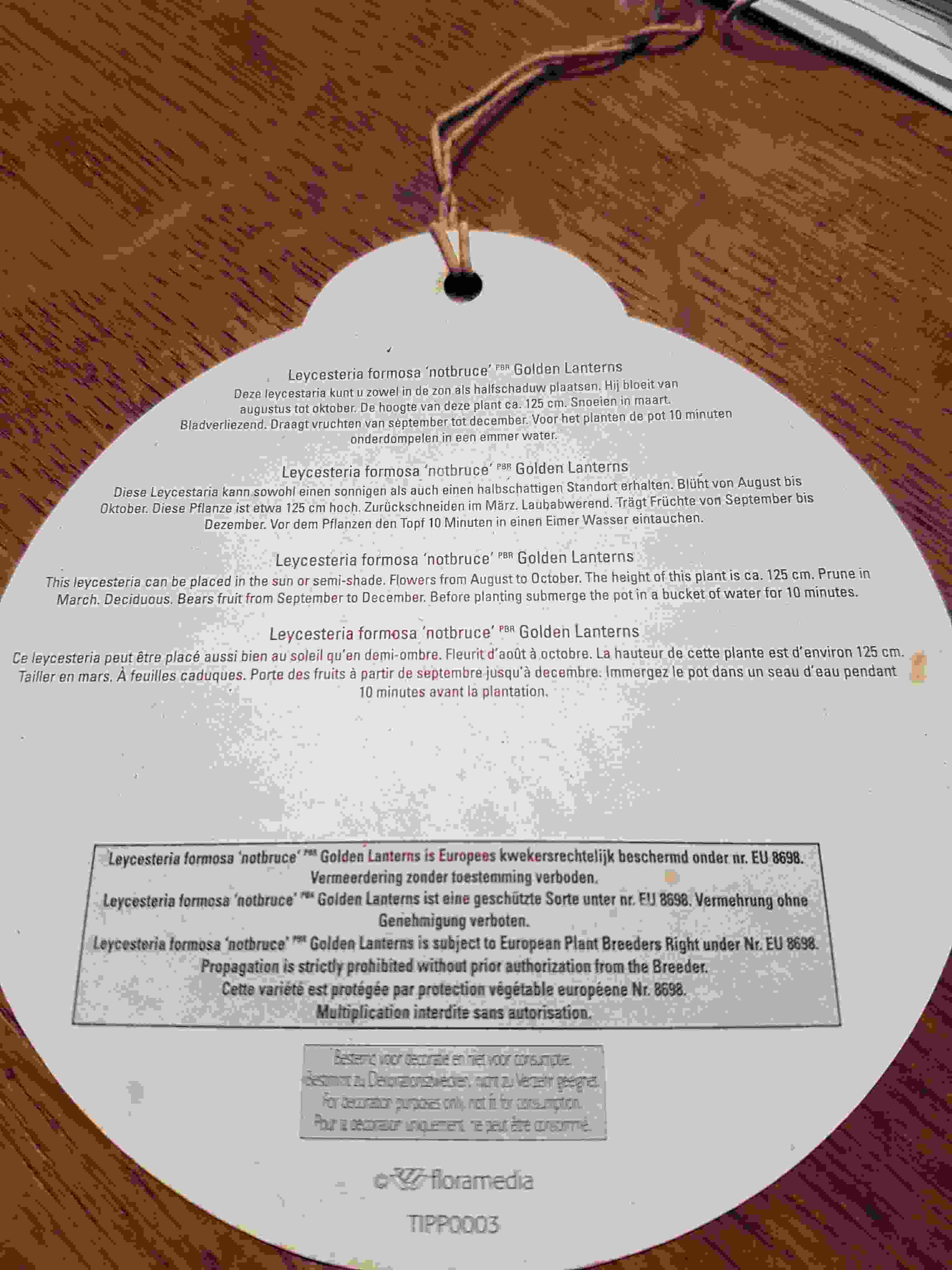 leycesteria golden lanterns.2.20221001_095559.jpg